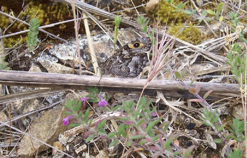 Determinazioni - Hipparchia sp.